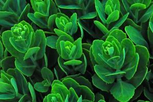 1195661_Lovely-green-Plant_620