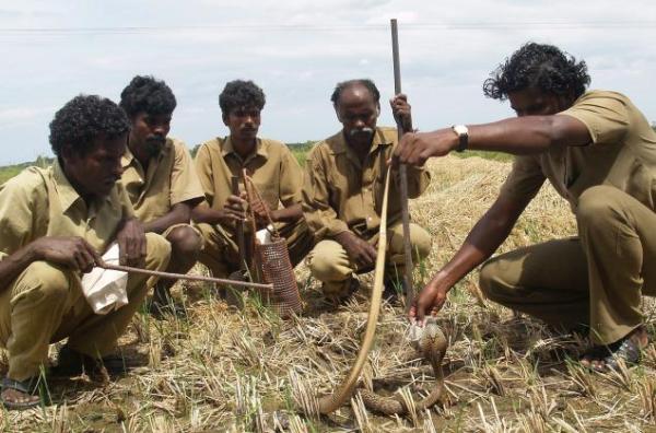 irula_snake_catching_thehindu_6-9-2009