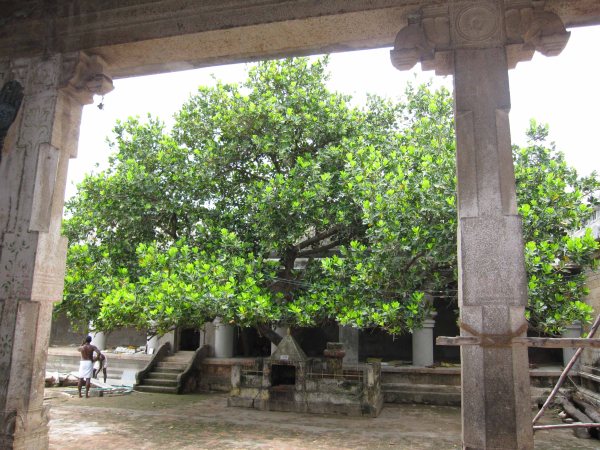 punnai-tree