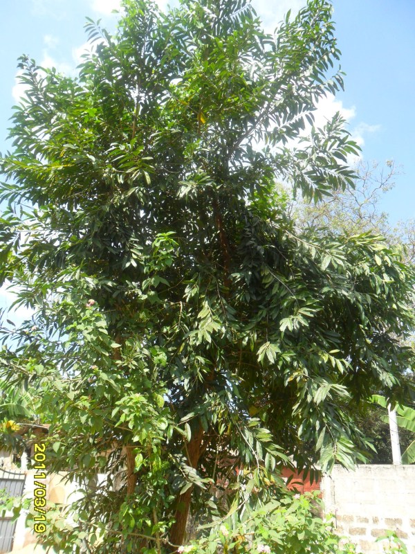 Azhignchil_in_Jaffna