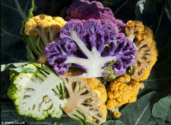 color cauli.jpg2