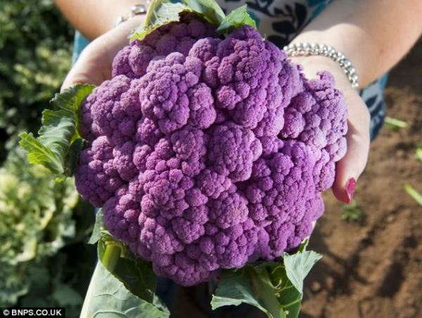 color cauli.jpg3