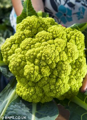 color cauli.jpg5