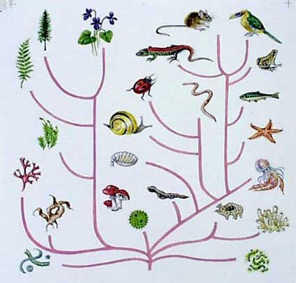 evolutionary_tree_003