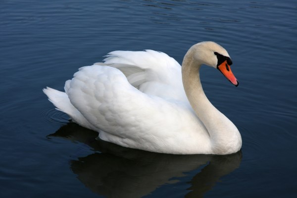 Mute_swan_Vrhnika