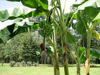 8-24 banana trees[1]