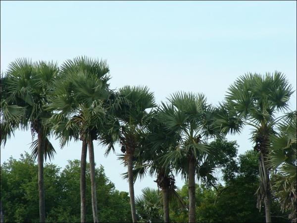 palmyrah_palm_trees