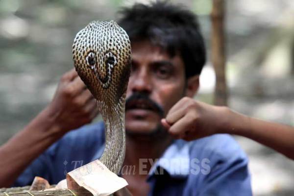 B_Id_411184_nag-panchmi