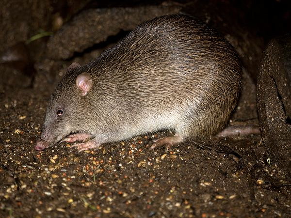 northbrown_bandicoot_99432