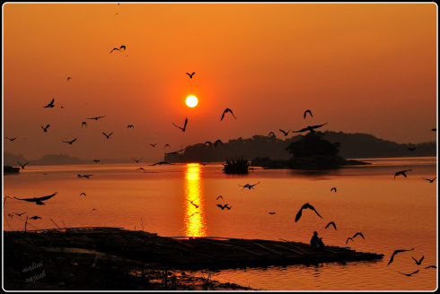 sunset birds,assam
