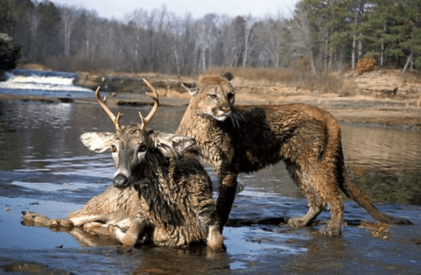 unusual_animal_friendship_40