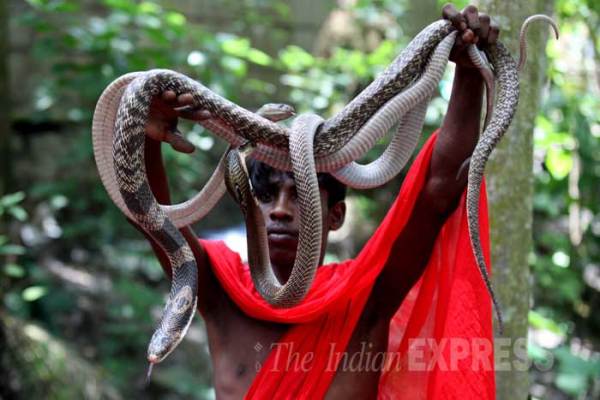 B_Id_411187_snakes-1