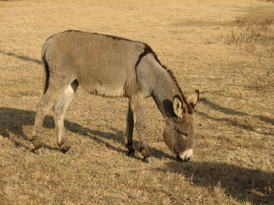 donkey (1)