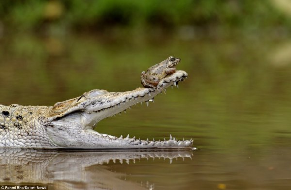 frogcrocodile