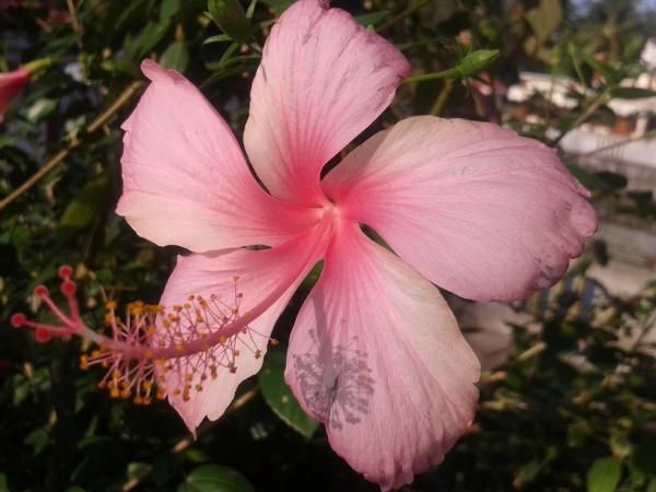 hibiscus