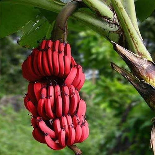 red-banana-500x500