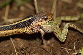 snake-frog