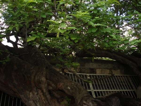 tamarind tree