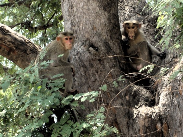 tree monkeys
