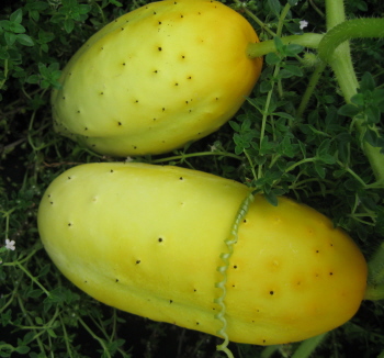 fruit cucumber