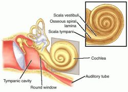 EAR cochlea