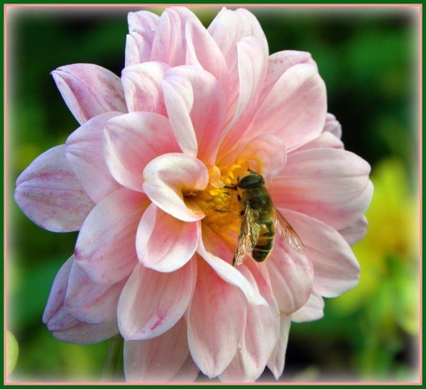 bee-sweet-in-pink