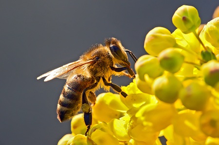 Bee_In_Flower