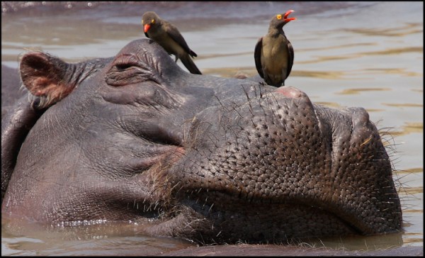 Hippo and Oxpeckers - Highly Commended - Paula Martin