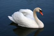 800px-Mute_swan_Vrhnika