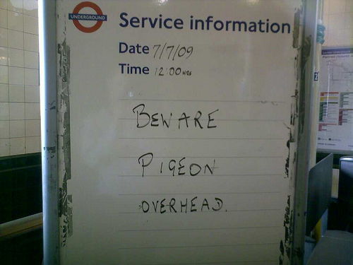 beware pigeon