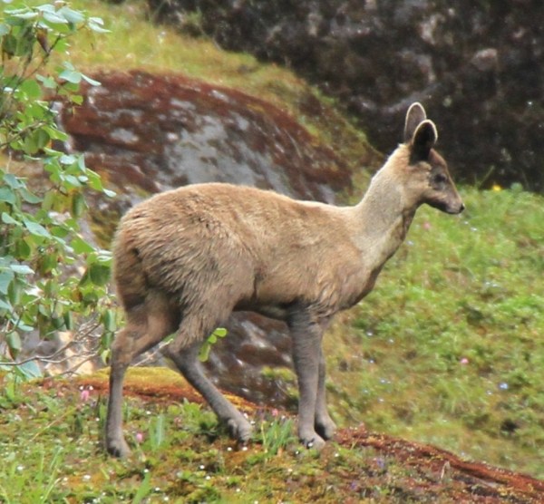 musk deer