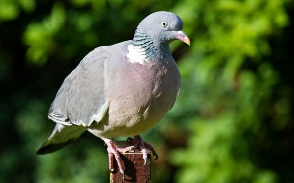 pigeon2