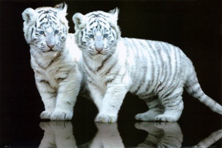 tiger cubs