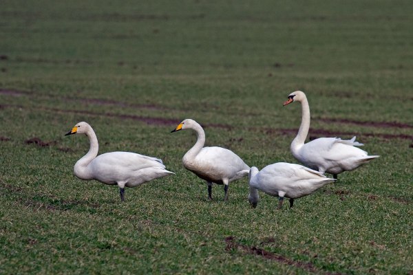 Whooper_Swan