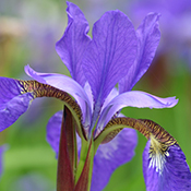 iris-croatia