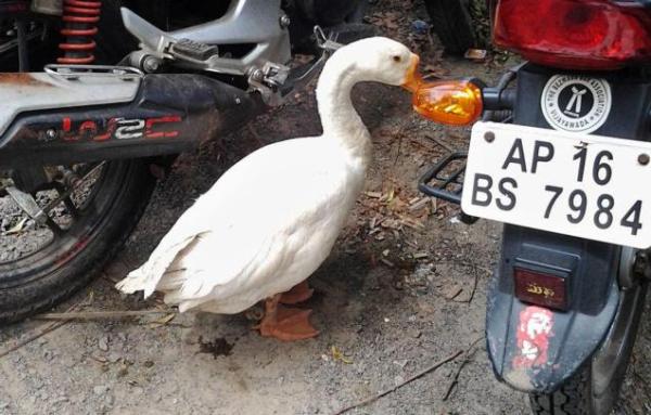 13TH_ARREST_Swan,Vijayawada