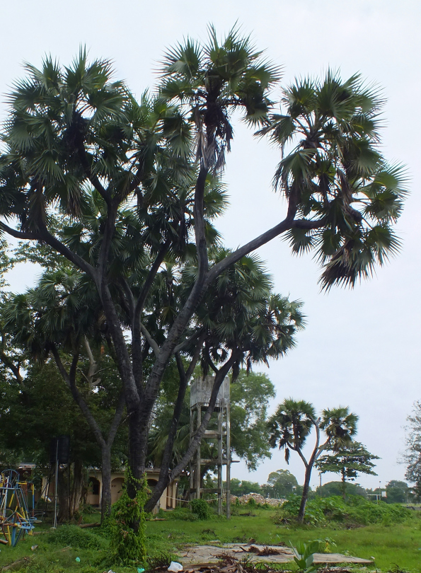 battocaola branched palmyra