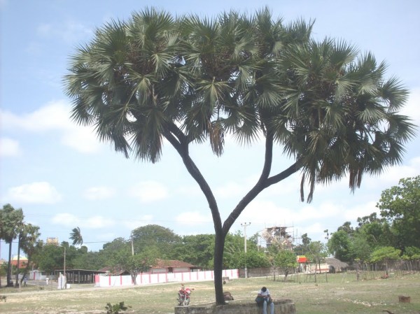 palmyra with 8 branches