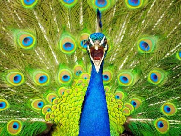 Peacock cry