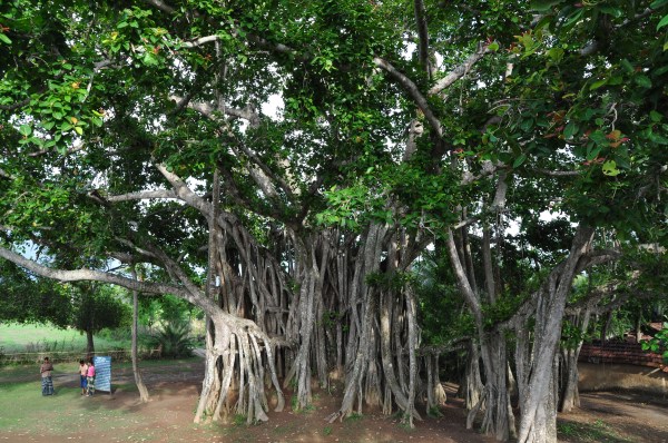 Banyan_tree-2