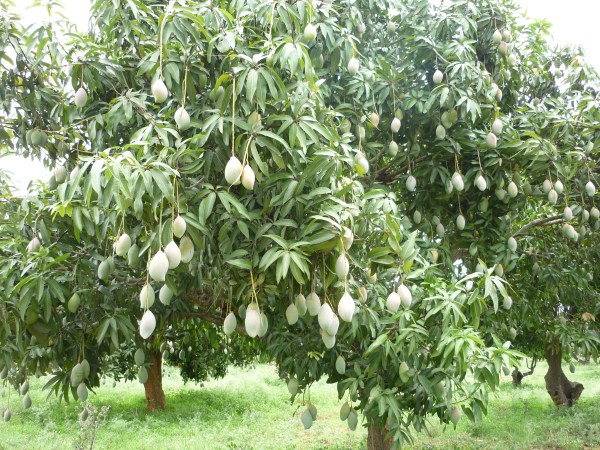 Mango_tree_in_Kolar