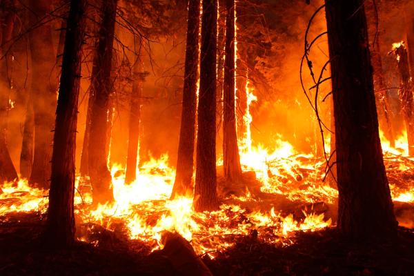 wildfires-