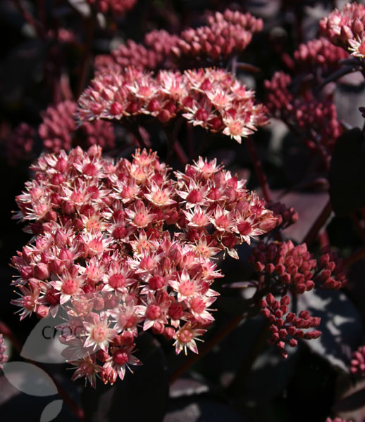 sedum telphinium