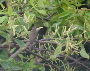 Flowers_with_Sykes's_warbler_I_IMG_1880