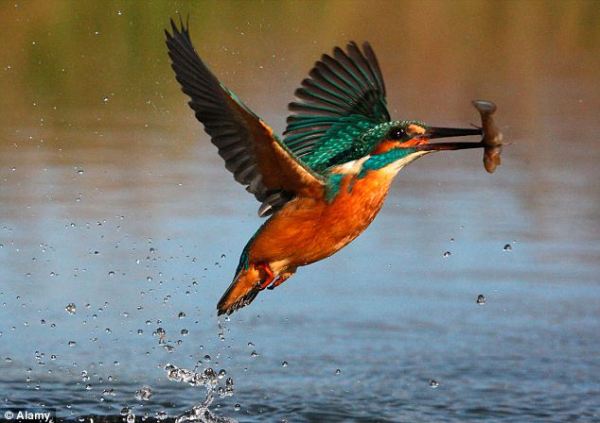 kingfisher