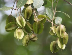 terminalia arjuna