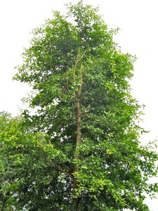 Bili_Tree_CM_Farm_Saldi