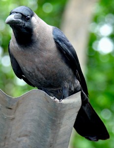Common_Crow_01