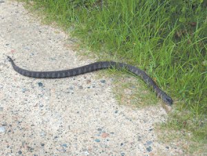 northern-water-snake