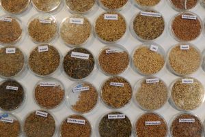 rg_hyd_201210_rice_kerala